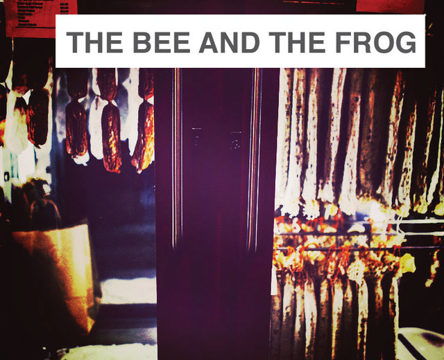 The Bee and the Frog | The Bee and the Frog| MusicSpoke