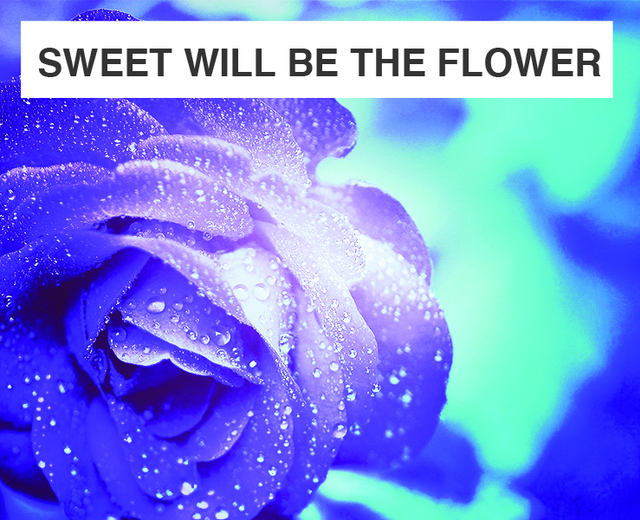 Sweet Will Be the Flower | Sweet Will Be the Flower| MusicSpoke