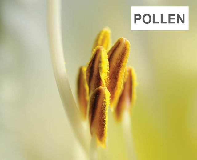 Pollen | Pollen| MusicSpoke