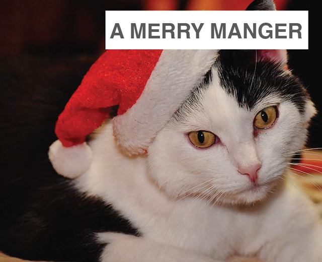 We Deck You A Merry Manger | We Deck You A Merry Manger| MusicSpoke