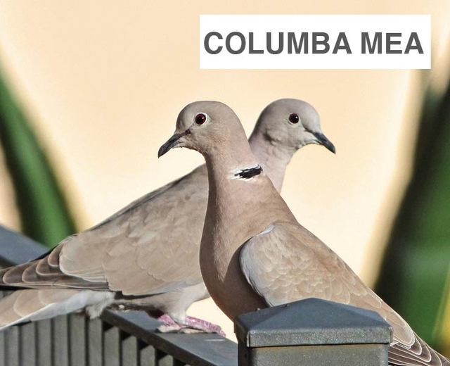 Columba Mea | Columba Mea| MusicSpoke