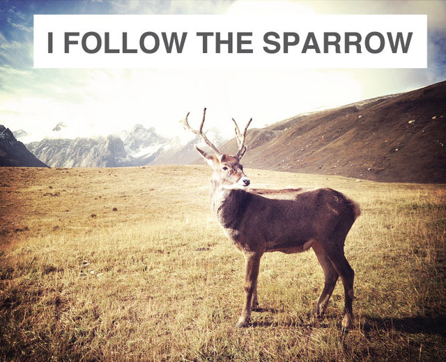 I Follow the Sparrow | I Follow the Sparrow| MusicSpoke