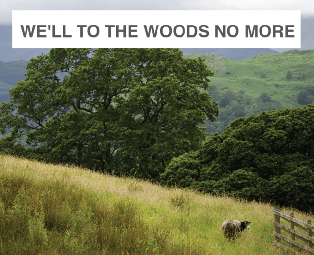 We'll to the Woods No More | We'll to the Woods No More| MusicSpoke