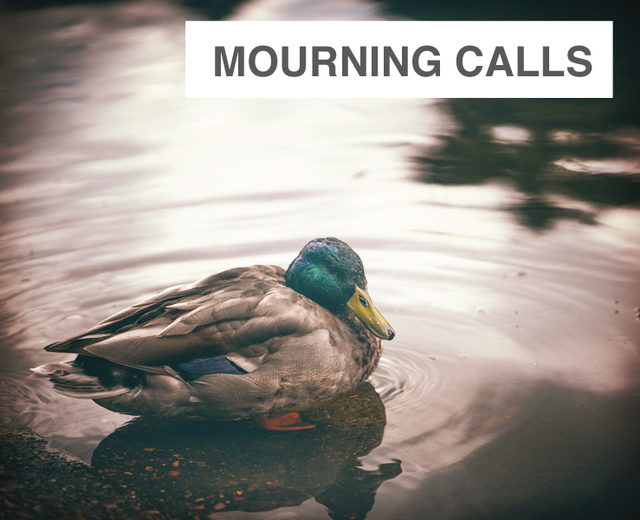 Mourning Calls | Mourning Calls| MusicSpoke