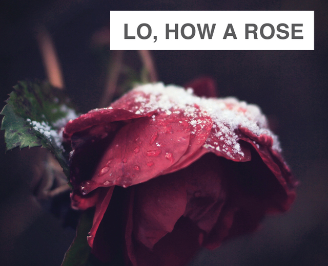 Lo, How A Rose E'er Blooming | Lo, How A Rose E'er Blooming| MusicSpoke