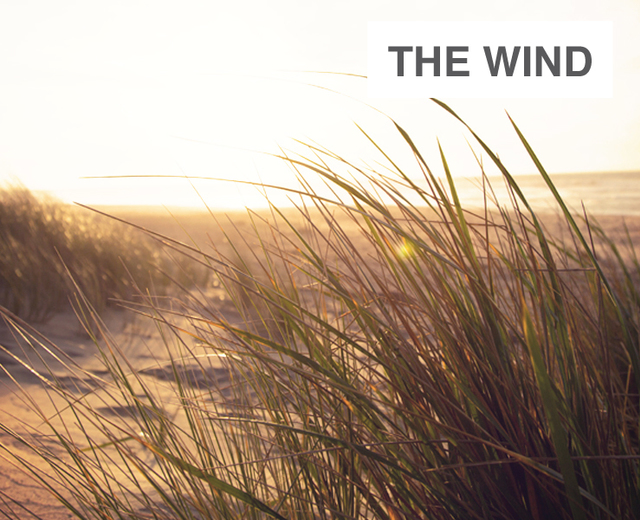 The Wind, One Brilliant Day | The Wind, One Brilliant Day| MusicSpoke