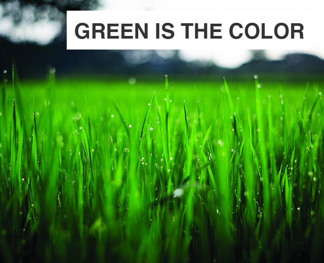 Green Is the Color of Its Flame | Green Is the Color of Its Flame| MusicSpoke