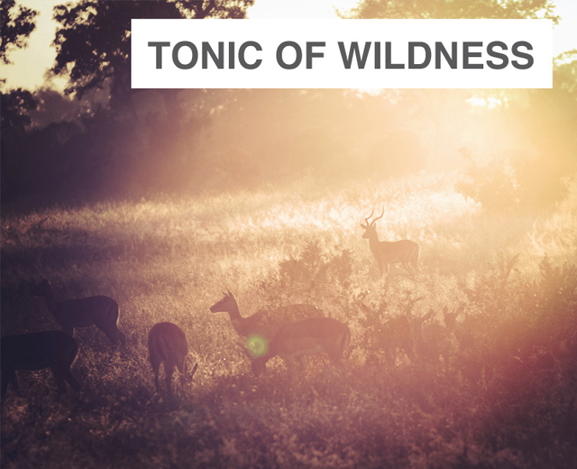 Tonic of Wildness | Tonic of Wildness| MusicSpoke
