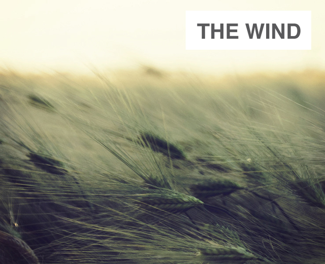The Wind | The Wind| MusicSpoke