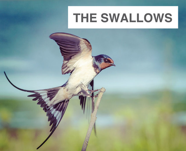 The Swallows | David Warin Solomons | MusicSpoke | The Swallows | David Warin Solomons | MusicSpoke| MusicSpoke