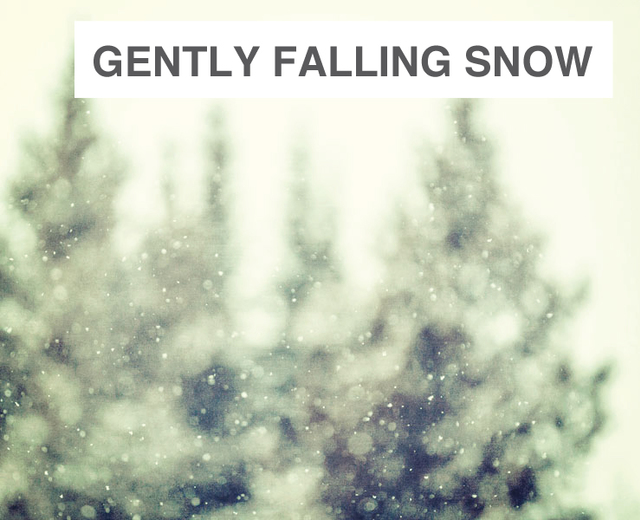 Gently Falling Snow | Gently Falling Snow| MusicSpoke