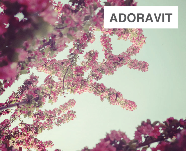 Adoravit | Adoravit| MusicSpoke