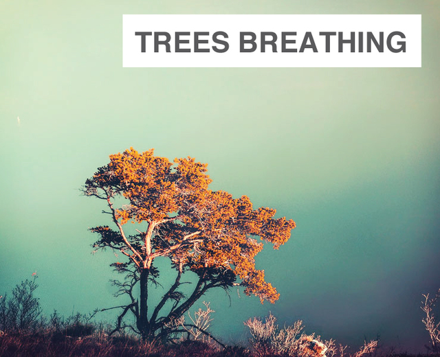 Trees Breathing | Trees Breathing| MusicSpoke