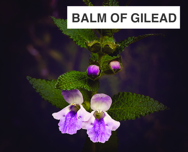 Balm of Gilead | Balm of Gilead| MusicSpoke
