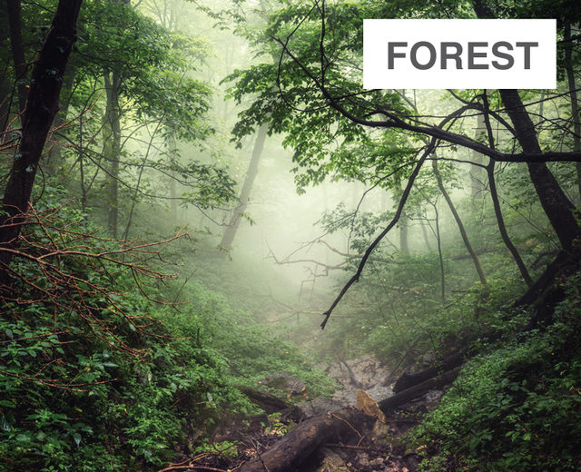 Forest | Forest| MusicSpoke