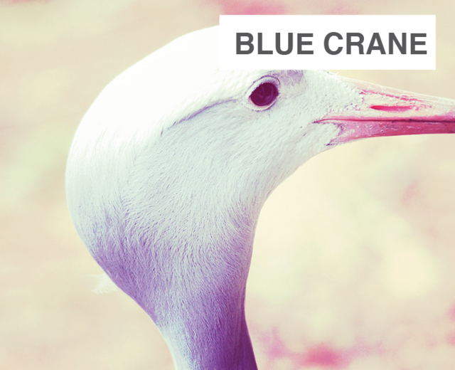 Blue Crane | Blue Crane| MusicSpoke