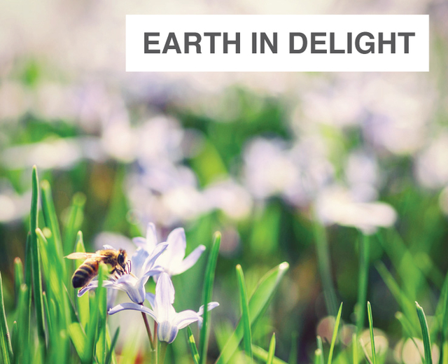 Earth in Delight | Earth in Delight| MusicSpoke