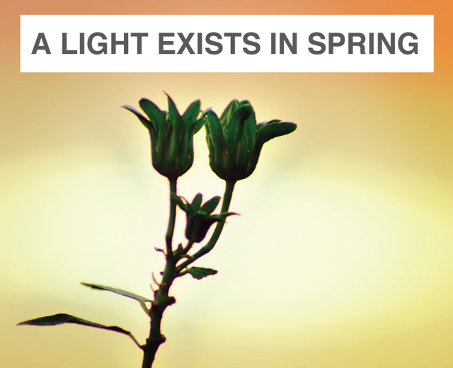 A Light exists in Spring | A Light exists in Spring| MusicSpoke