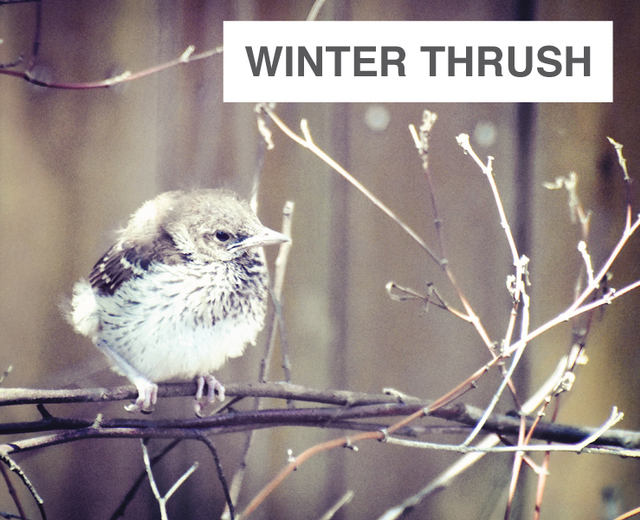 Winter Thrush | Winter Thrush| MusicSpoke