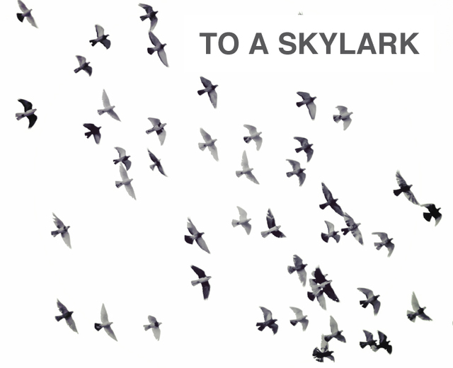 To a Skylark | To a Skylark| MusicSpoke