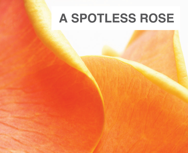 A Spotless Rose | A Spotless Rose| MusicSpoke