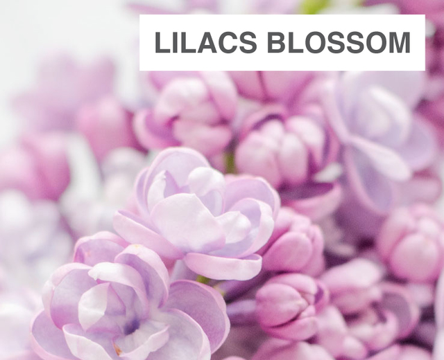 Lilacs blossom just as sweet | Lilacs blossom just as sweet| MusicSpoke
