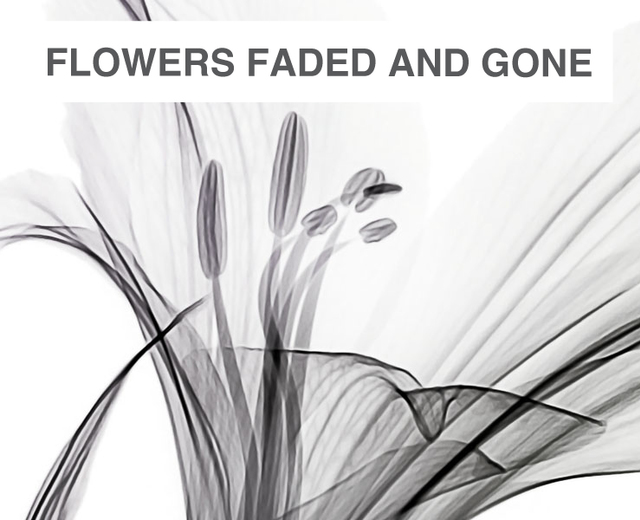 Flowers Faded and Gone | Flowers Faded and Gone| MusicSpoke