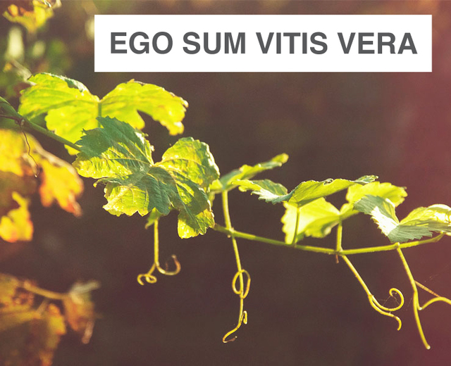 Ego Sum Vitis Vera | Ego Sum Vitis Vera| MusicSpoke