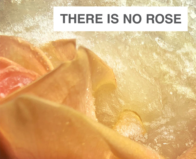There is no Rose | There is no Rose| MusicSpoke
