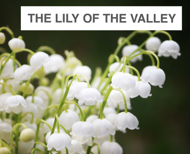 The Lily of the Valley | The Lily of the Valley| MusicSpoke