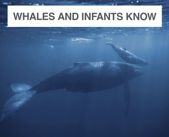 What Whales and Infants Know | What Whales and Infants Know| MusicSpoke