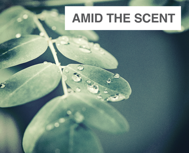Amid the Scent of Absinthe and Moringa | Amid the Scent of Absinthe and Moringa| MusicSpoke