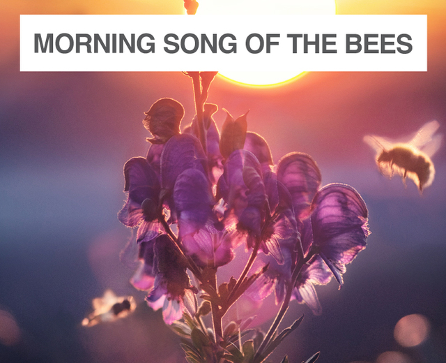 Morning Song of the Bees | Morning Song of the Bees| MusicSpoke