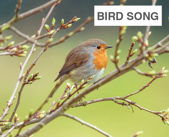 Bird Song | Bird Song| MusicSpoke
