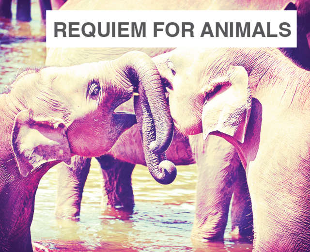 Requiem for Animals | Requiem for Animals| MusicSpoke