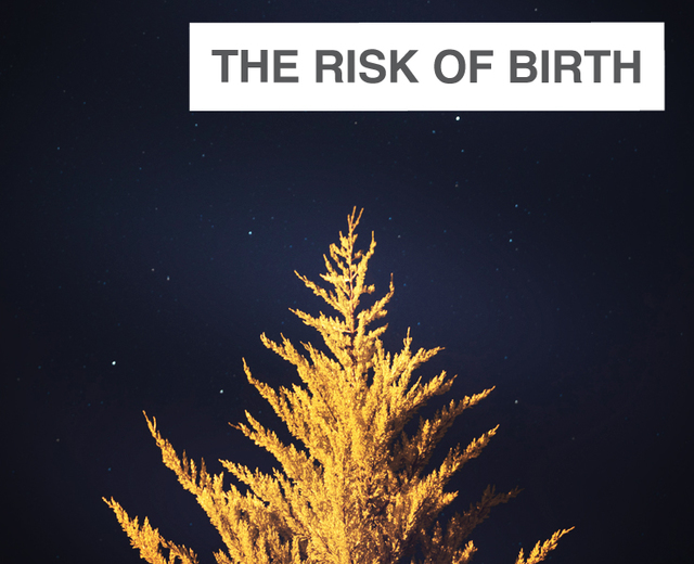 The Risk of Birth | The Risk of Birth| MusicSpoke