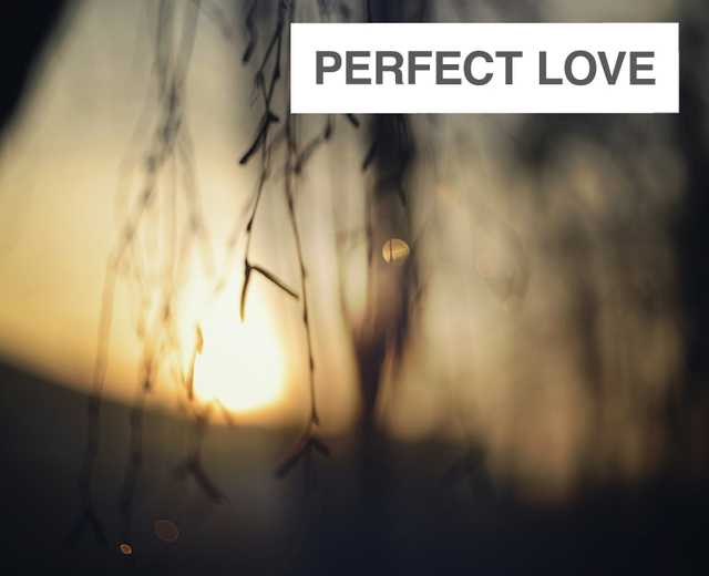Perfect Love | Perfect Love| MusicSpoke