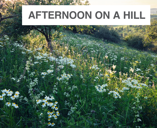 Afternoon on a Hill | Afternoon on a Hill| MusicSpoke