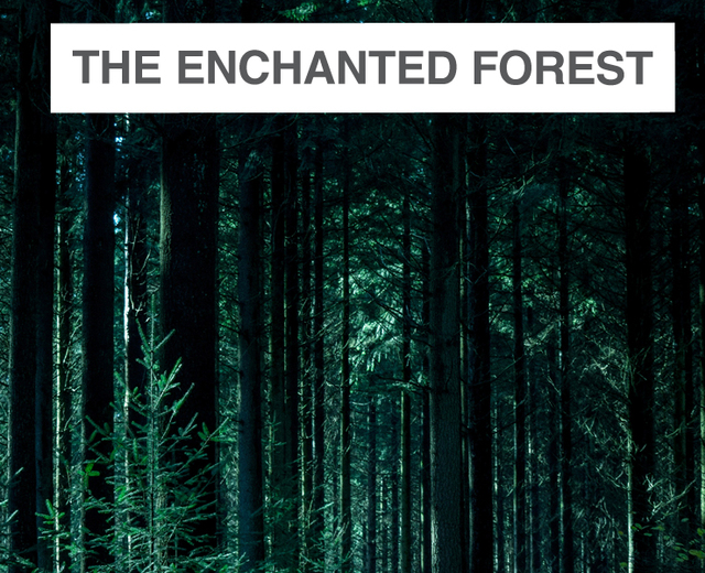 The Enchanted Forest | The Enchanted Forest| MusicSpoke