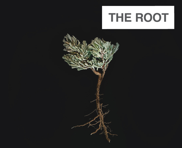 The Root | The Root| MusicSpoke