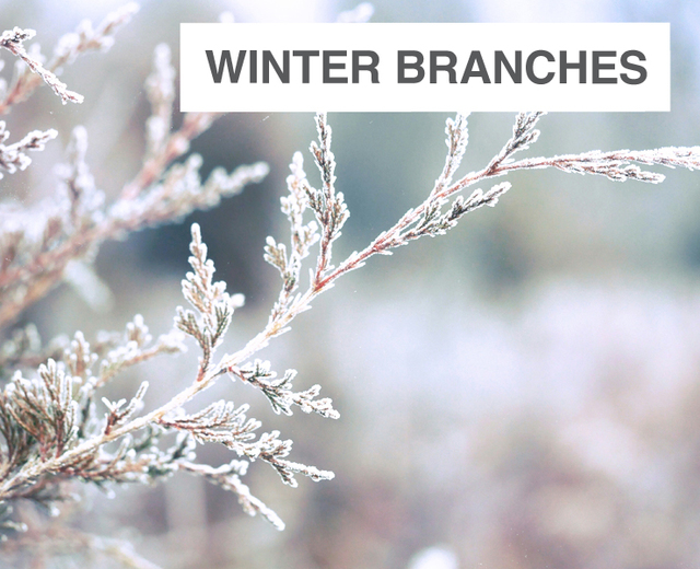 Winter Branches | Winter Branches| MusicSpoke