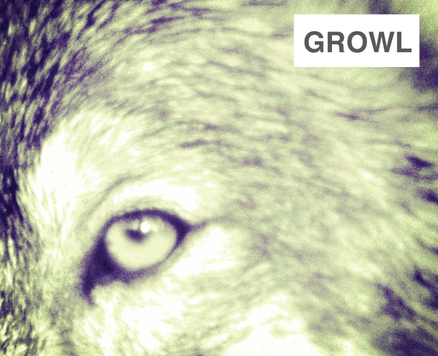 Growl | Growl| MusicSpoke