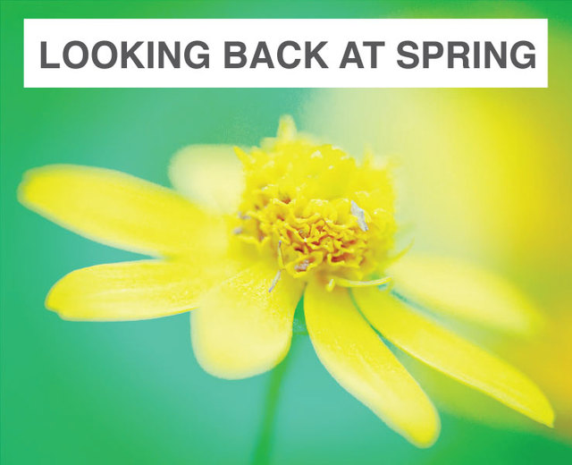 Looking Back at Spring | Looking Back at Spring| MusicSpoke