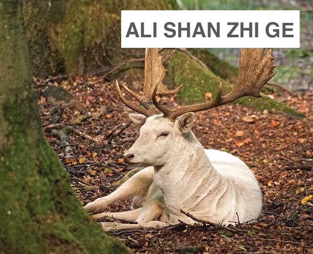 Ālĭ Shān Zhī Gē | Ālĭ Shān Zhī Gē| MusicSpoke