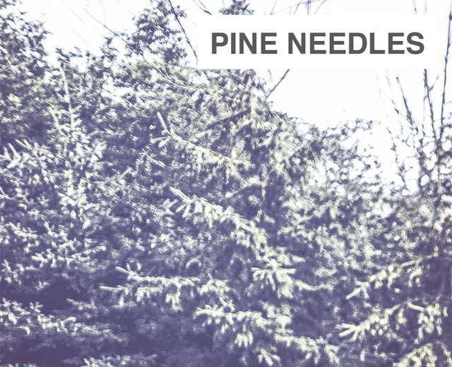 Pine Needles | Pine Needles| MusicSpoke