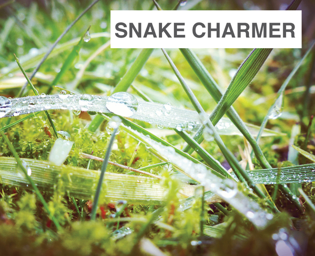 The Snake Charmer | The Snake Charmer| MusicSpoke