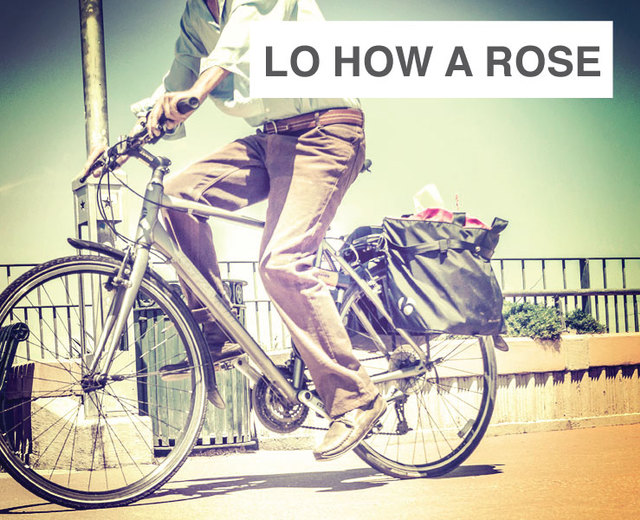 Lo How a Rose | Lo How a Rose| MusicSpoke