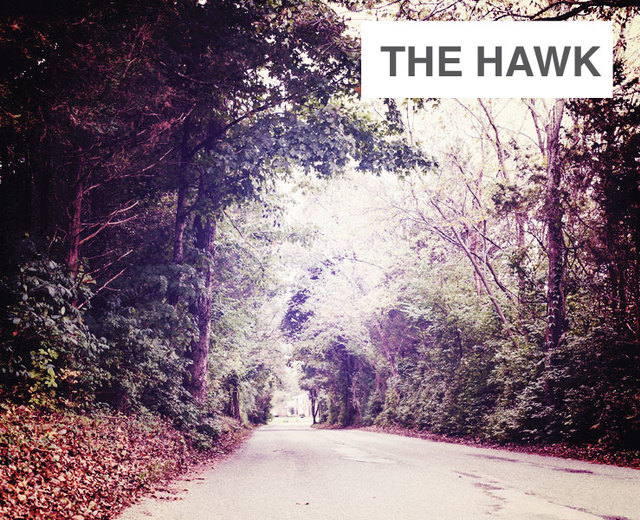 The Hawk | The Hawk| MusicSpoke