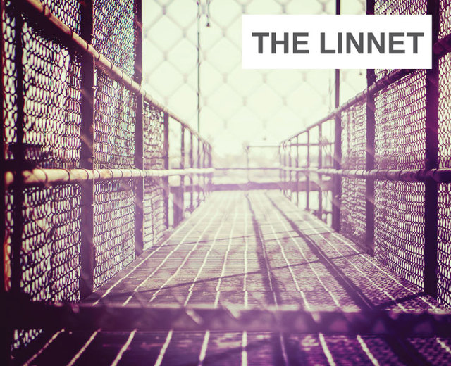 The Linnet | The Linnet| MusicSpoke