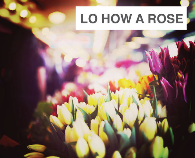 Lo How a Rose / There is a Flower | Lo How a Rose / There is a Flower| MusicSpoke